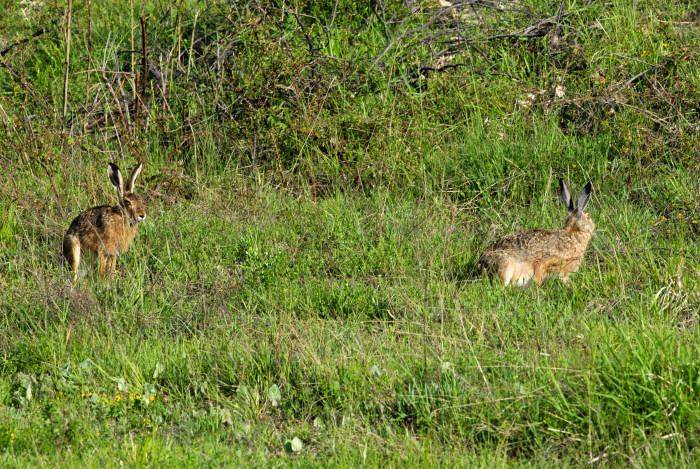 RODITORI E LAGOMORFI SELVATICI